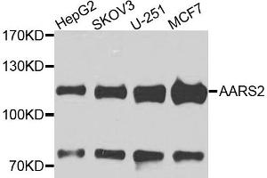 Western blot analysis of extracts of various cells, using AARS2 antibody. (AARS2 抗体)