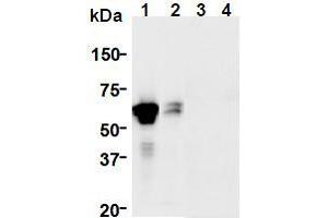 Western Blotting (WB) image for anti-GDNF Family Receptor alpha 1 (GFRA1) (AA 24-440), (Extracellular Domain) antibody (ABIN1449285) (GFRA1 抗体  (Extracellular Domain))