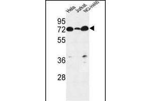 LR4 Antibody (C-term) (ABIN651164 and ABIN2840106) western blot analysis in Hela,Jurkat,NCI- cell line lysates (35 μg/lane). (LPPR4 抗体  (C-Term))