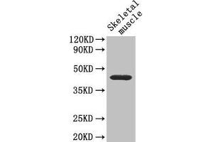 Western Blot Positive WB detected in: Mouse skeletal muscle tissue All lanes: Cd46 antibody at 4 μg/mL Secondary Goat polyclonal to rabbit IgG at 1/50000 dilution Predicted band size: 41, 34 kDa Observed band size: 41 kDa