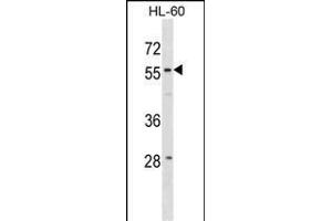 WDR21A Antibody (N-term) (ABIN1881999 and ABIN2838992) western blot analysis in HL-60 cell line lysates (35 μg/lane). (DCAF4 抗体  (N-Term))