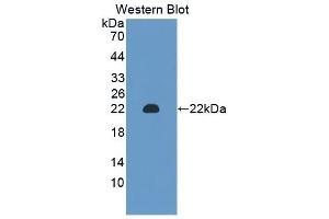 Detection of Recombinant CHGA, Mouse using Polyclonal Antibody to Chromogranin A (CHGA) (Chromogranin A 抗体  (AA 24-154))