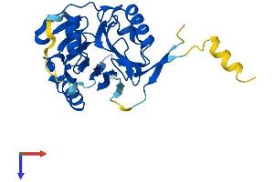 AlphaFold protein structure predicition of Mouse Recombinant Mblac1 Protein, UniprotID Q8BWY4