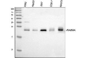 Western blot analysis of Rab9/RAB9A using anti-Rab9/RAB9A antibody (ABIN3044539). (RAB9A 抗体  (C-Term))