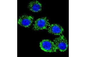 Immunofluorescence (IF) image for anti-Complement Decay-Accelerating Factor (CD55) antibody (ABIN2998248) (CD55 抗体)