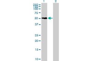 Western Blot analysis of SNX21 expression in transfected 293T cell line by SNX21 MaxPab polyclonal antibody. (SNX21 抗体  (AA 1-373))