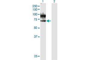 Western Blot analysis of VNN1 expression in transfected 293T cell line by VNN1 MaxPab polyclonal antibody. (VNN1 抗体  (AA 1-513))