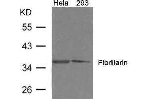 Western blot analysis of extract from 293, Hela cells using Fibrillarin Antibody
