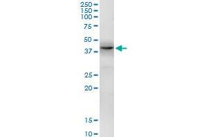 EIF2B2 MaxPab polyclonal antibody.