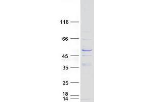 Western Blotting (WB) image for RIB43A Domain with Coiled-Coils 1 (RIBC1) (Transcript Variant 1) protein (Myc-DYKDDDDK Tag) (ABIN2730886)