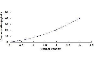Typical standard curve (Vitamin D Receptor ELISA 试剂盒)