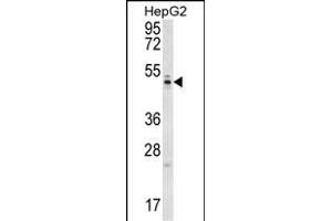 WDR12 Antibody (Center) (ABIN657000 and ABIN2846179) western blot analysis in HepG2 cell line lysates (35 μg/lane). (WDR12 抗体  (AA 210-239))