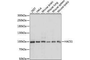 Western blot analysis of extracts of various cell lines, using HACE1 antibody. (HACE1 抗体)