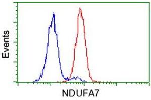 Image no. 2 for anti-NADH Dehydrogenase (Ubiquinone) 1 alpha Subcomplex, 7, 14.5kDa (NDUFA7) antibody (ABIN1499662) (NDUFA7 抗体)