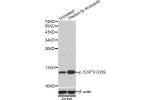 Western blot analysis of extracts of Jurkat cells, using Phospho-H2AFX-S139 antibody (ABIN5969940). (H2AFX 抗体  (pSer139))