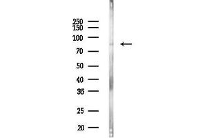 anti-Ras and Rab Interactor 1 (RIN1) (C-Term) antibody