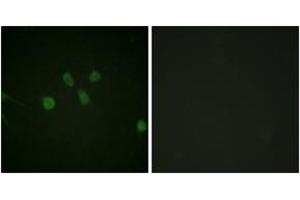 Immunofluorescence analysis of NIH-3T3 cells, using MAD1 (Ab-428) Antibody. (PSMD14 抗体  (AA 394-443))