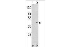 Western blot analysis of EKI1 (arrow) using rabbit polyclonal hEKI1-C3 (ABIN391086 and ABIN2841227). (Ethanolamine Kinase 1 抗体  (N-Term))