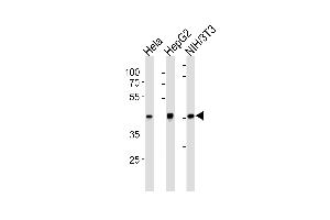 TBP Antibody (ABIN1882282 and ABIN2843355) western blot analysis in Hela,HepG2,mouse NIH/3T3 cell line lysates (35 μg/lane). (TBP 抗体)