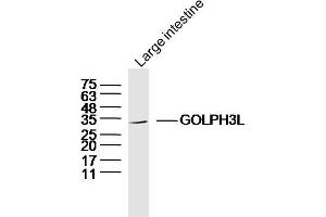 Mouse large intestine lysates probed with GOLPH3L Polyclonal Antibody, Unconjugated  at 1:300 dilution and 4˚C overnight incubation. (GOLPH3L 抗体  (AA 61-160))