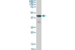 SMAD7 monoclonal antibody (M05), clone 2G6. (SMAD7 抗体  (AA 160-260))