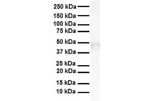 WB Suggested Anti-TEAD3 antibody Titration: 1 ug/mL Sample Type: Human heart (TEAD3 抗体  (Middle Region))