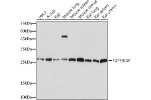 Western blot analysis of extracts of various cell lines, using FGF7/FGF7/KGF Rabbit mAb (ABIN7267189) at 1:1000 dilution. (FGF7 抗体)