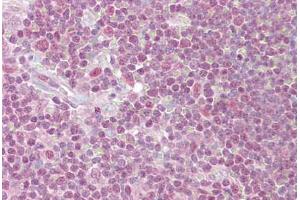Anti-PPP1R8 antibody IHC staining of human thymus. (PPP1R8 抗体  (AA 338-351))