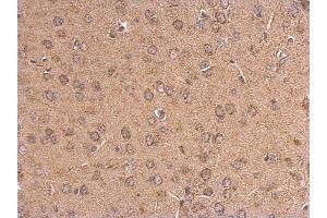 IHC-P Image 5HT1A Receptor antibody [N3C1], Internal detects 5HT1A Receptor protein at cytosol on mouse fore brain by immunohistochemical analysis. (Serotonin Receptor 1A 抗体)