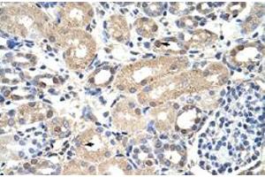Immunohistochemical staining (Formalin-fixed paraffin-embedded sections) of human kidney with EXOSC7 polyclonal antibody  at 4-8 ug/mL working concentration. (EXOSC7 抗体  (N-Term))