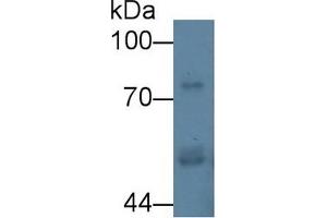 Western Blotting (WB) image for anti-Carboxypeptidase E (CPE) (AA 318-476) antibody (ABIN7435985)