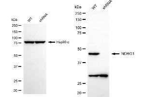 Western blotting analysis using NDRG1 antibody (ABIN7799536).