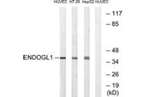 Western blot analysis of extracts from HuvEc/HT-29/HepG2 cells, using ENDOGL1 Antibody. (EXOG 抗体  (AA 171-220))