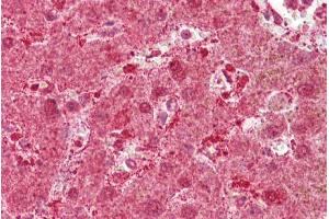 Immunohistochemistry with Liver tissue at an antibody concentration of 5µg/ml using anti-MST1 antibody (ARP45724_P050) (MST1 抗体  (Middle Region))