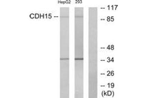 Western blot analysis of extracts from HepG2/293 cells, using CDH15 Antibody. (CDH15 抗体  (AA 81-130))