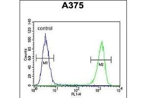 FA96B Antibody (N-term) (ABIN653317 and ABIN2842809) flow cytometric analysis of  cells (right histogram) compared to a negative control cell (left histogram).