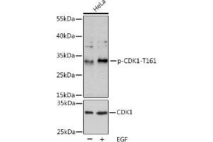 Western Blotting (WB) image for anti-Cyclin-Dependent Kinase 1 (CDK1) (pThr161) antibody (ABIN3020136)