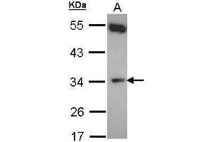 WB Image Sample (30 ug of whole cell lysate) A: Hela 10% SDS PAGE antibody diluted at 1:500 (CYB5R1 抗体)