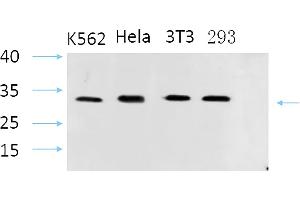 anti-Steroid Sulfatase (STS) (AA 10-90) antibody