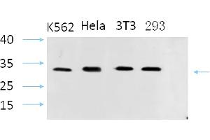 Western Blot analysis of K562(1), Hela(2), 3T3(3), 293(4), diluted at 1:1000. (STS 抗体  (AA 10-90))