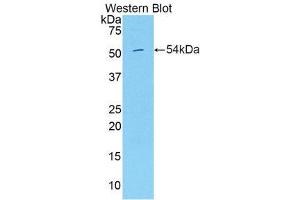 Western Blotting (WB) image for anti-Hepatocyte Growth Factor Activator (HGFA) (AA 104-351) antibody (ABIN1859149) (HGFA 抗体  (AA 104-351))