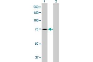 Western Blot analysis of GBP4 expression in transfected 293T cell line by GBP4 MaxPab polyclonal antibody. (GBP4 抗体  (AA 1-640))