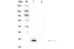 Western Blot of Mouse anti-GSTM1 Monoclonal Antibody. (GSTM1 抗体  (GST tag))