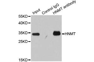 Immunoprecipitation analysis of 200ug extracts of HT-29 cells using 1ug HNMT antibody. (HNMT 抗体)