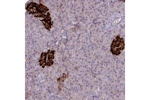 Immunohistochemical staining (Formalin-fixed paraffin-embedded sections) of human pancreas with SLAMF6 polyclonal antibody  shows strong cytoplasmic positivity in islets of Langerhans. (SLAMF6 抗体  (AA 40-115))
