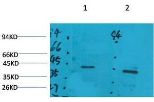 Western Blot (WB) analysis of 1) Rat Brain Tissue, 2)Mouse Brain Tissue with GALR2 Rabbit Polyclonal Antibody diluted at 1:2000. (GALR2 抗体)
