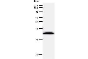 Western Blotting (WB) image for anti-Ribosome Production Factor 2 Homolog (RPF2) antibody (ABIN930978) (RPF2 抗体)