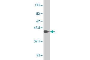 Western Blot detection against Immunogen (37. (SOX9 抗体  (AA 400-509))