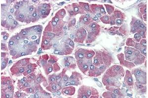 Human Pancreas: Formalin-Fixed, Paraffin-Embedded (FFPE) (BACE2 抗体  (C-Term))