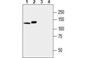 Western blot analysis of mouse (lanes 1 and 3) and rat (lanes 2 and 4) brain membranes: - 1,2. (ATP2A3 抗体  (C-Term, Cytosolic))